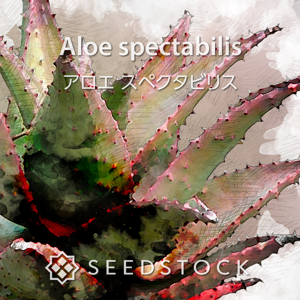 種子] アロエ スペクタビリス Aloe spectabilisの商品情報 - SEEDSTOCK