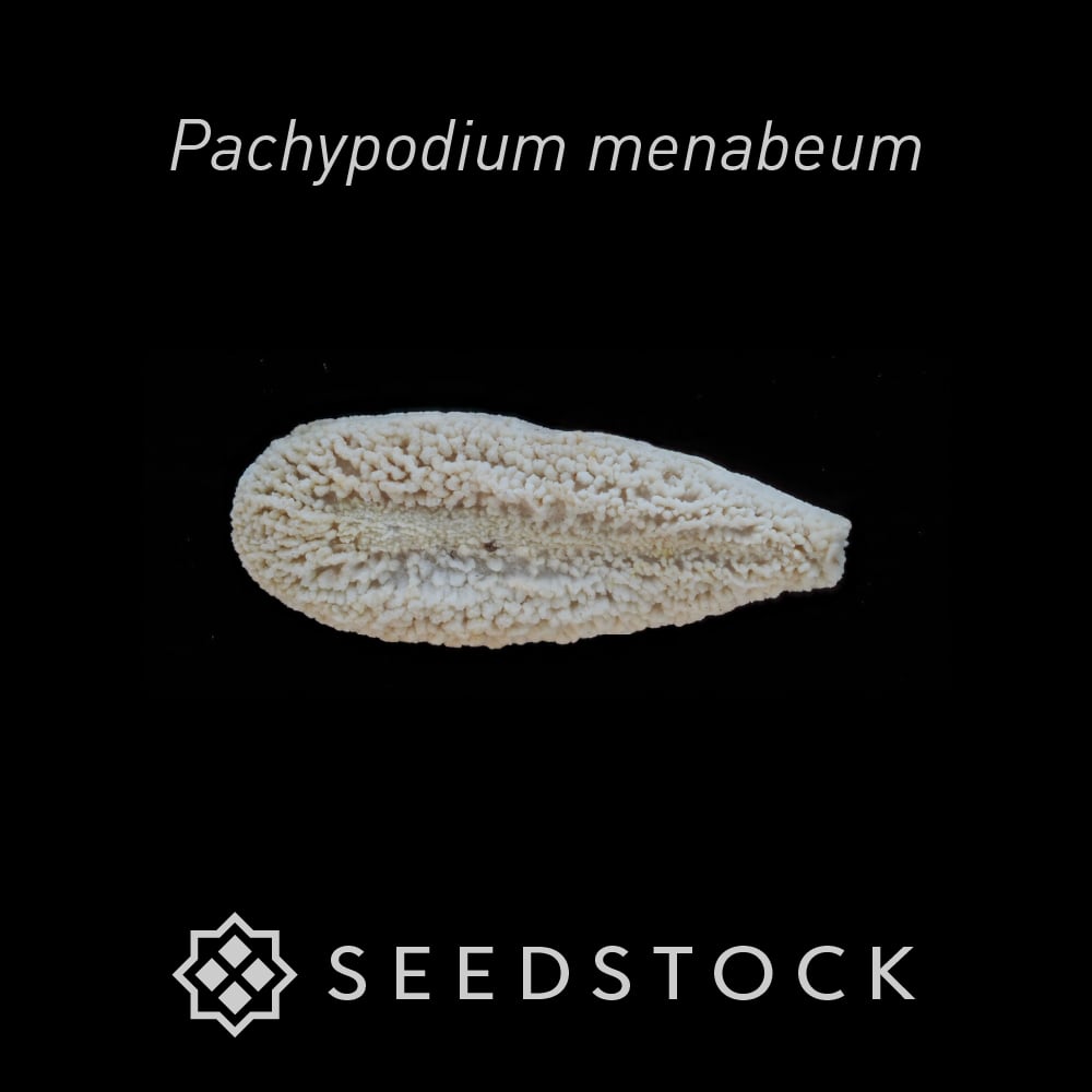 種子] パキポディウム メナベウム Pachypodium menabeumの商品情報 - SEEDSTOCK