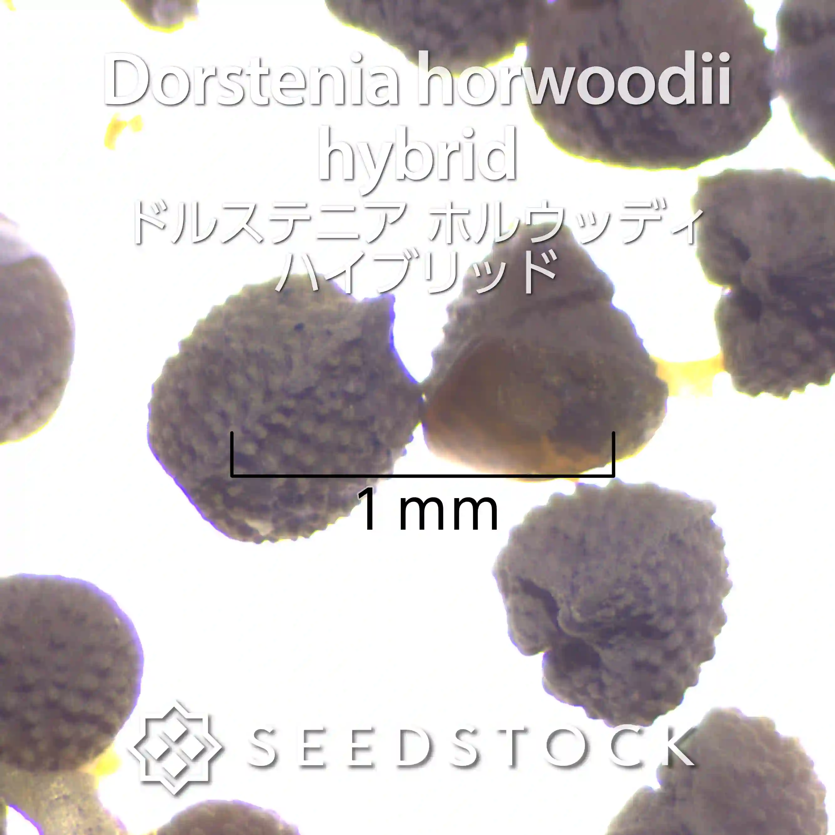 [種子] ドルステニア ホルウッディハイブリッド Dorstenia horwoodii  hybrid