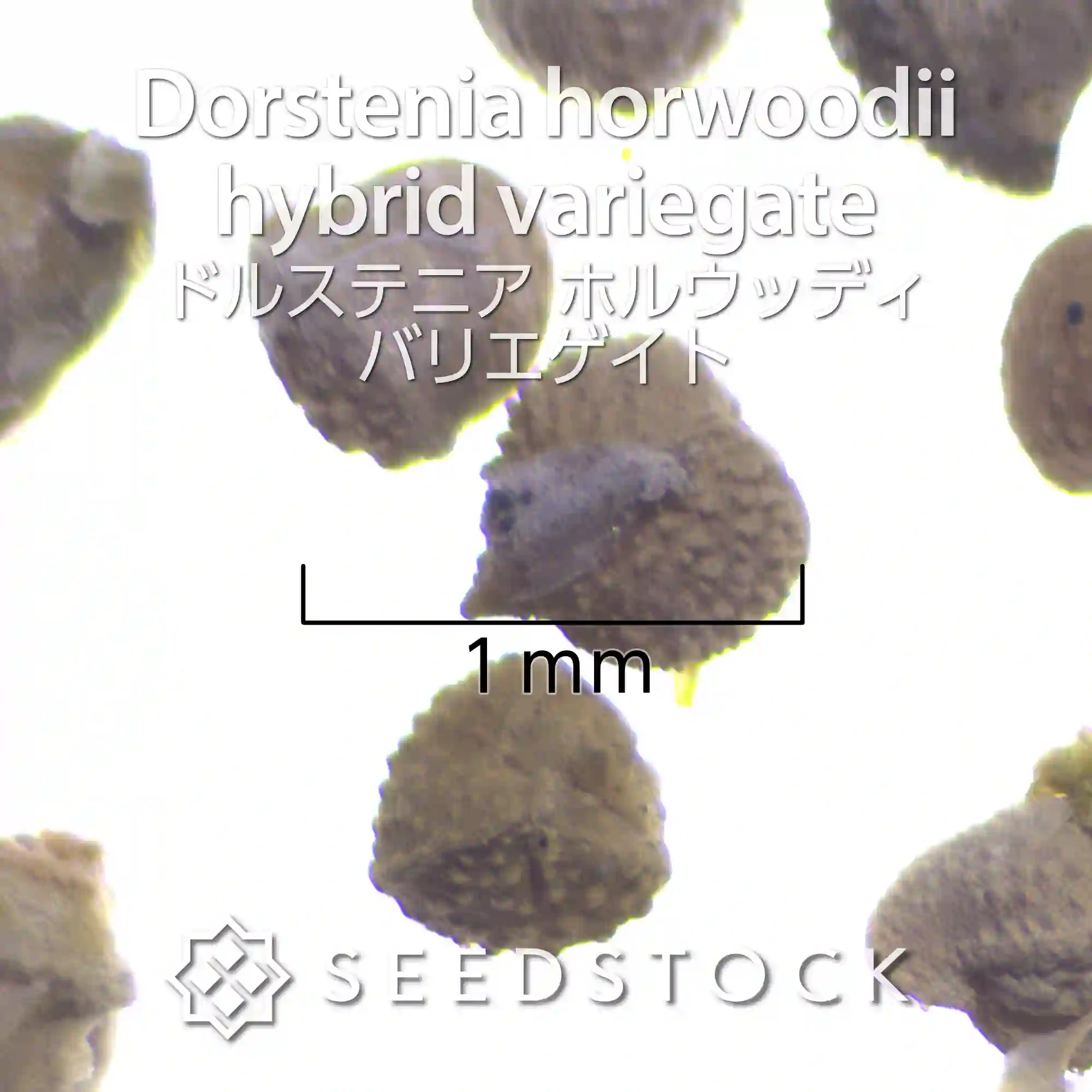 [種子] ドルステニア ホルウッディバリエゲイト Dorstenia horwoodii  hybrid variegate