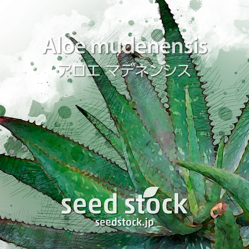 アロエ / seed stock