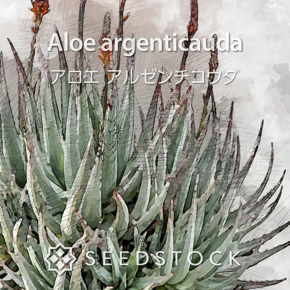 [種子] アロエ アルゼンチコウダ Aloe argenticauda