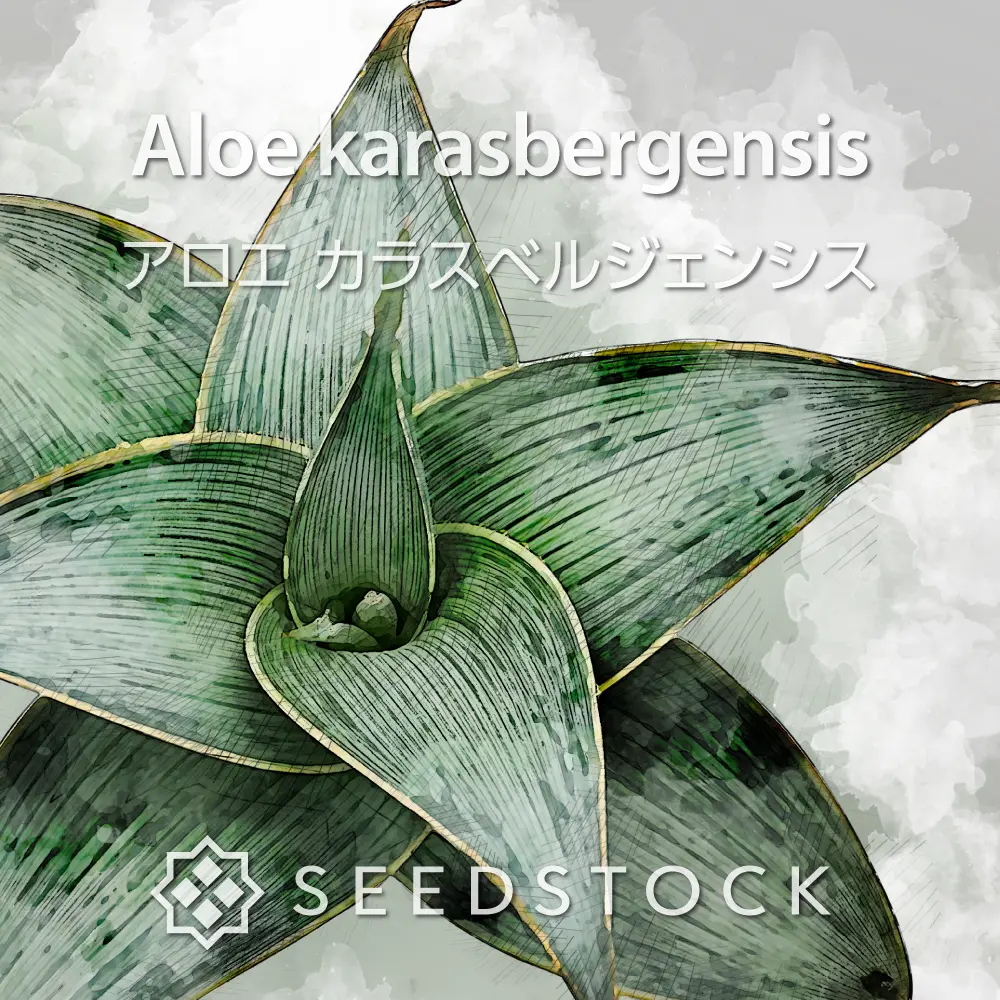 [種子] アロエ カラスベルジェンシス Aloe karasbergensis