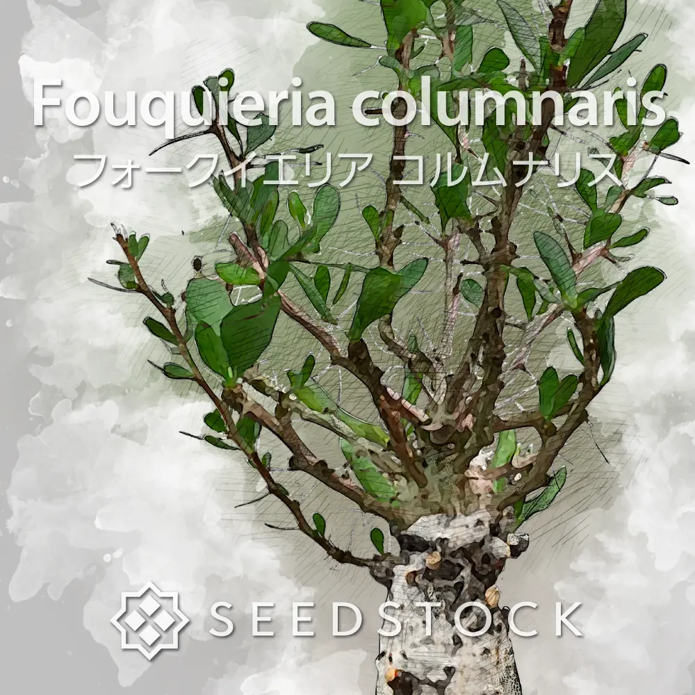 [種子] フォークイエリア コルムナリス 観峰玉 Fouquieria columnaris