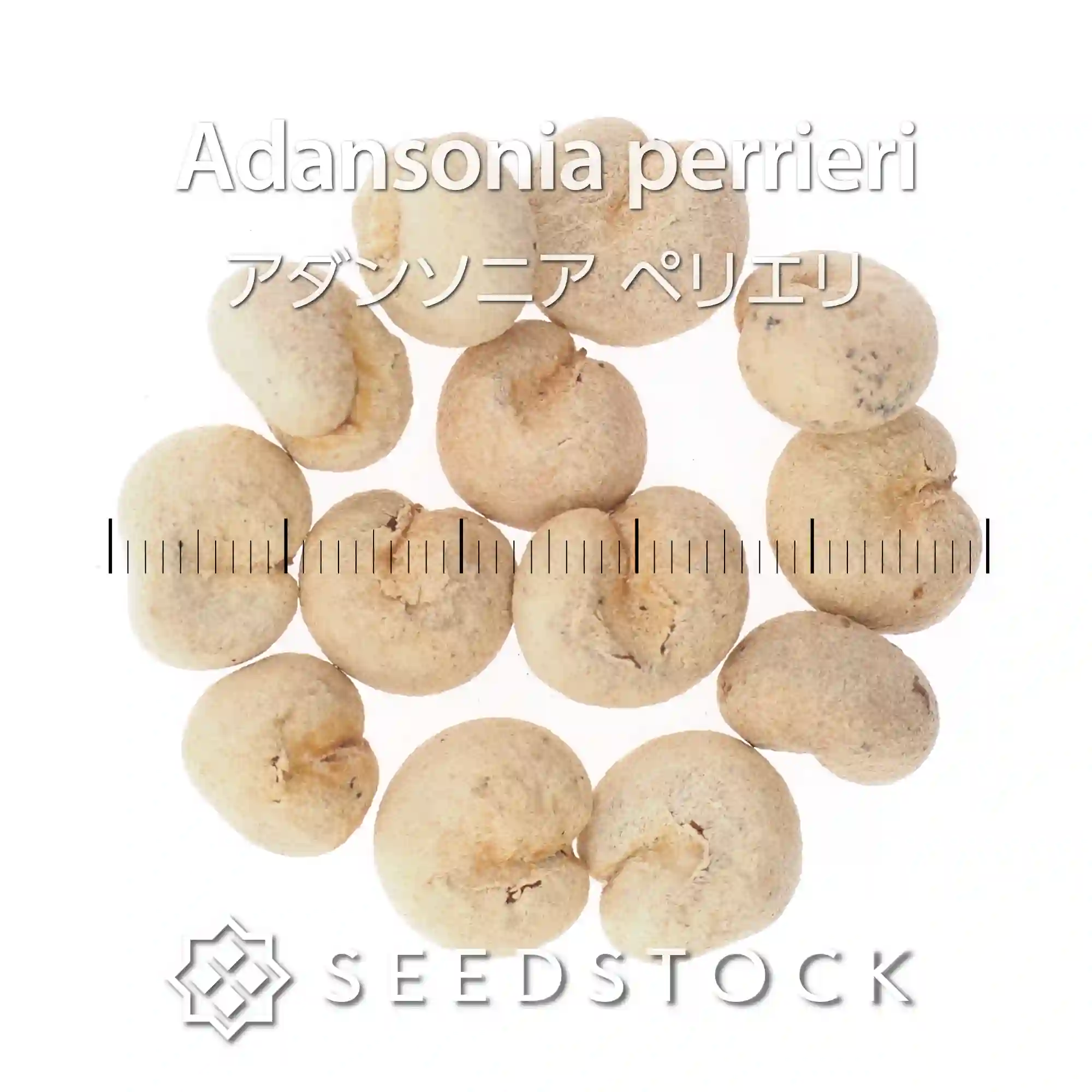 [種子] アダンソニア（バオバブ） ペリエリ Adansonia perrieri