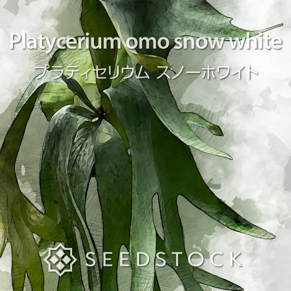[種子/胞子] ビカクシダ（プラティセリウム） スノーホワイト Platycerium snow white