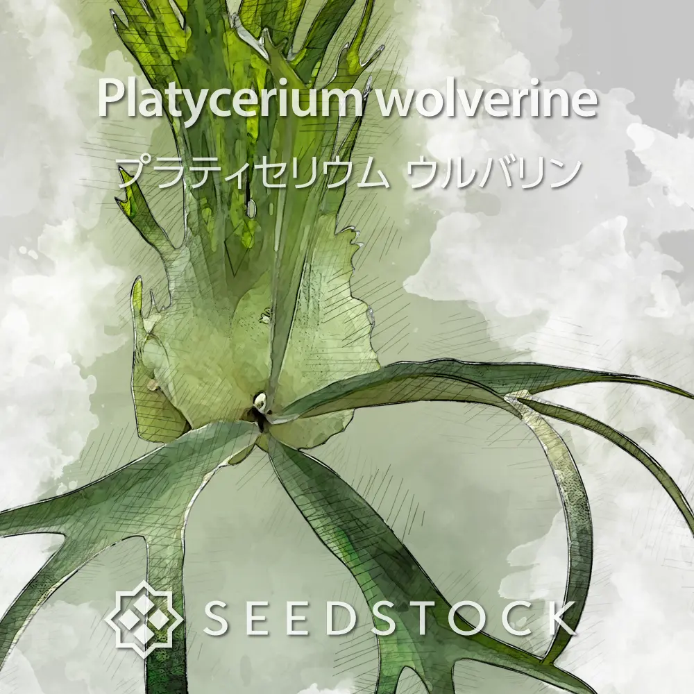 [種子/胞子] ビカクシダ（プラティセリウム）ウルバリン Platycerium wolverine