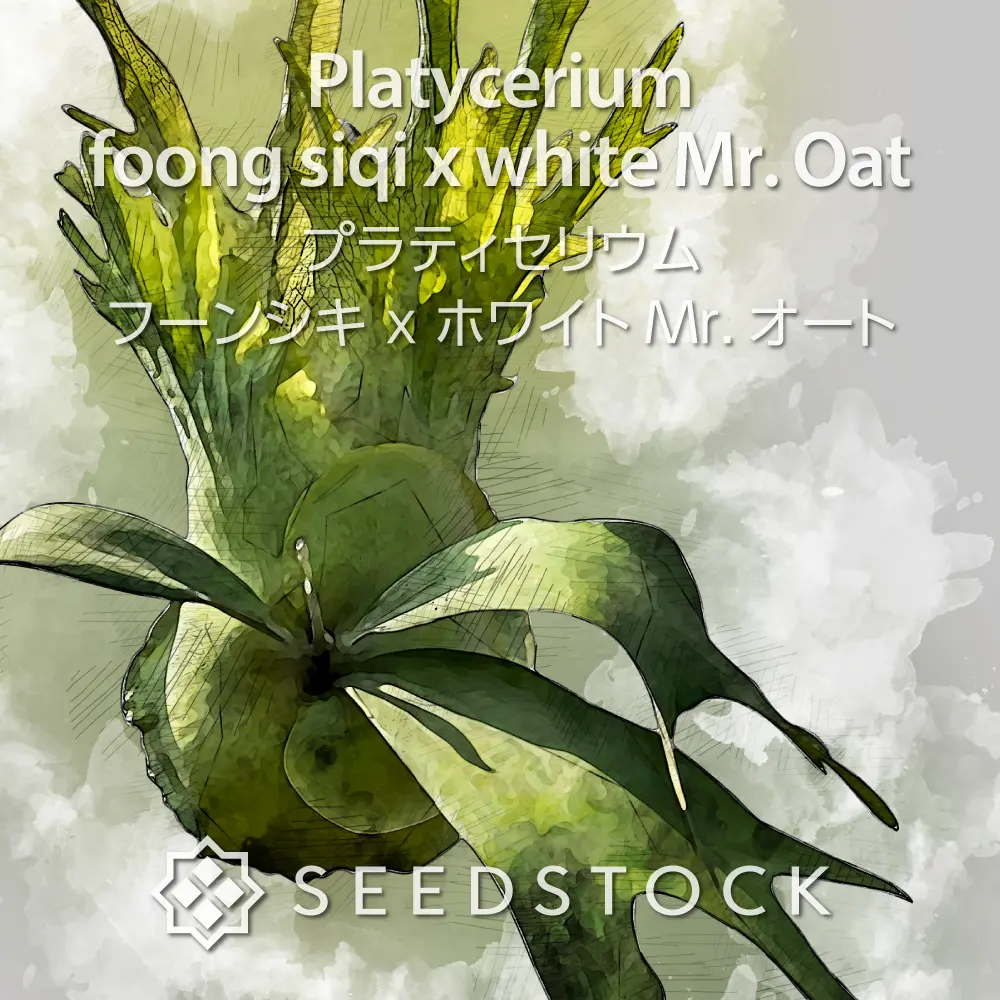 [種子/胞子] ビカクシダ（プラティセリウム）フーンシキ x ホワイトMr. Oat Platycerium foong siqi x white Mr. Oat