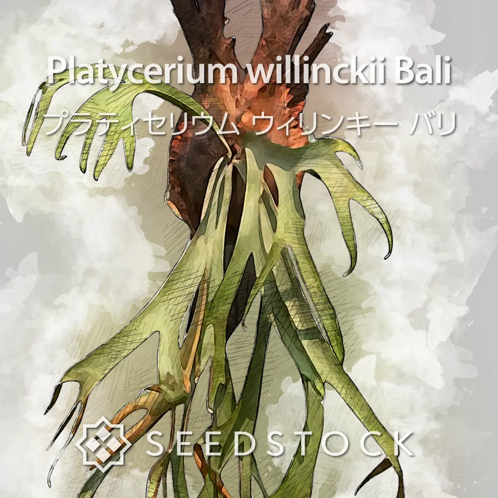 [種子/胞子] ビカクシダ（プラティセリウム） ウィリンキー バリ Platycerium willinckii Bali
