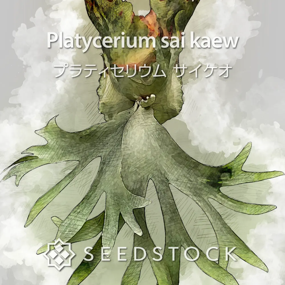[種子/胞子] ビカクシダ（プラティセリウム）サイケオ Platycerium sai kaew