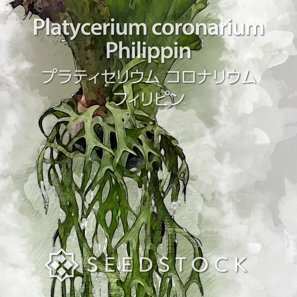 [種子/胞子] ビカクシダ コロナリウム フィリピン Platycerium coronarium Philippin