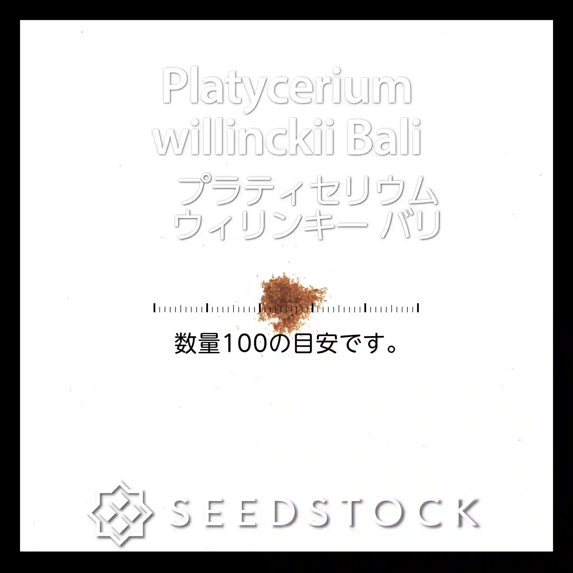 種子/胞子] ビカクシダ（プラティセリウム） ウィリンキー バリ