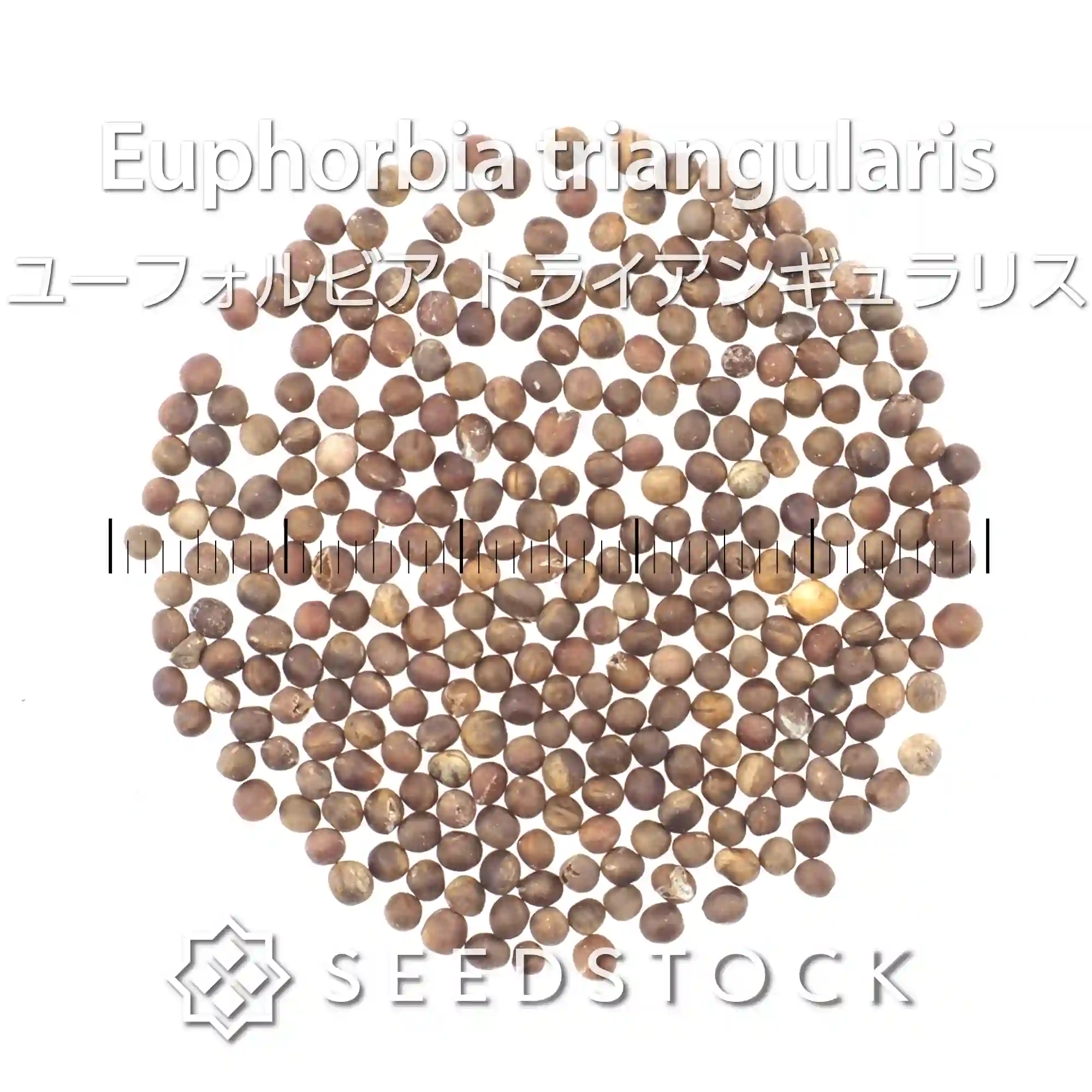 [種子] ユーフォルビア トライアンギュラリス Euphorbia triangularis