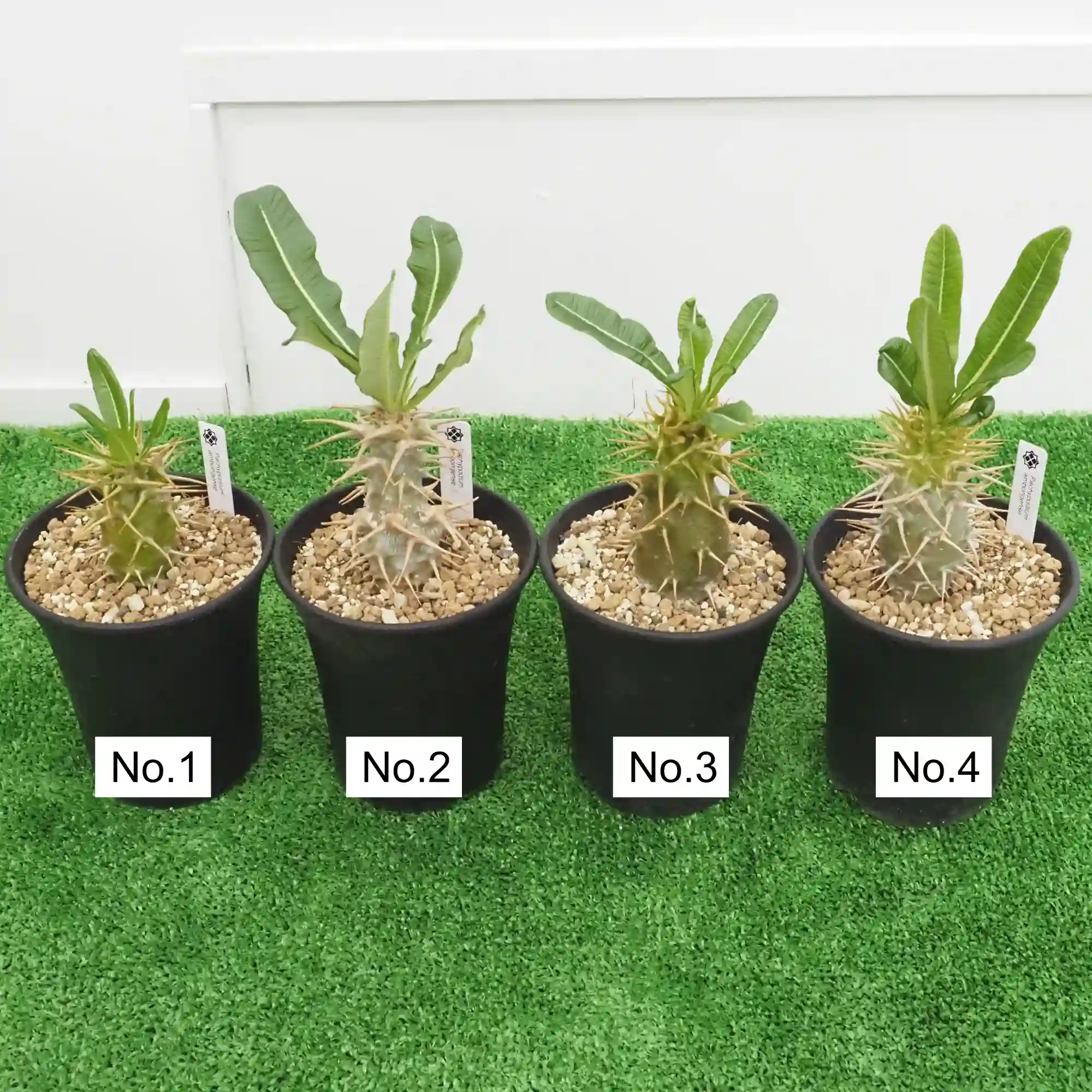 [株] パキポディウム アンボンゲンセ Pachypodium ambongense