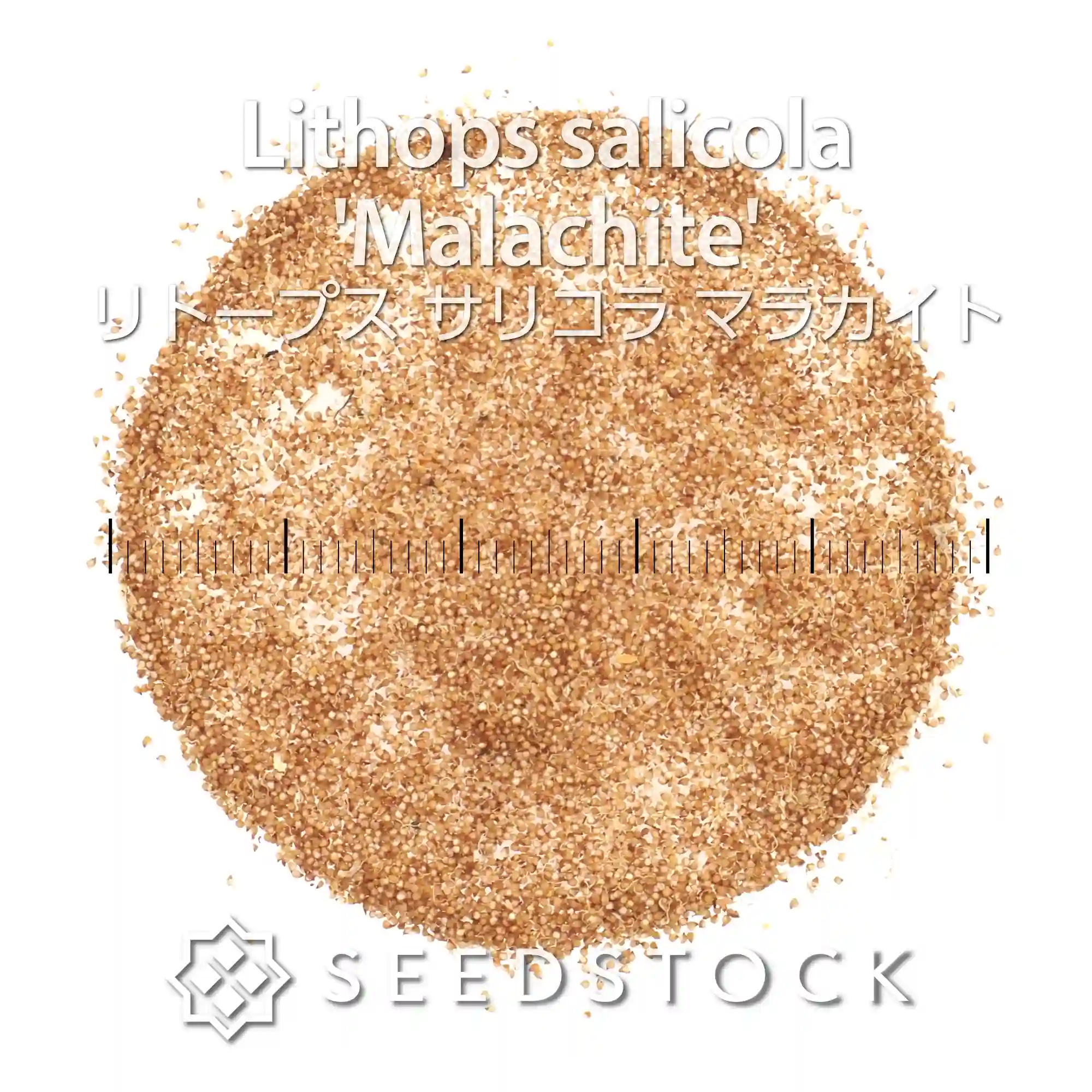 [種子] リトープス サリコラ マラカイト Lithops salicola  'Malachite'
