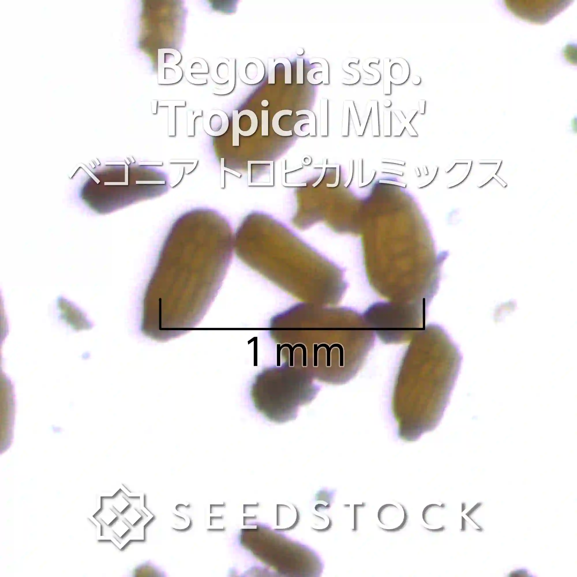 [種子] ベゴニア トロピカルミックス Begonia  ssp. 'Tropical Mix'