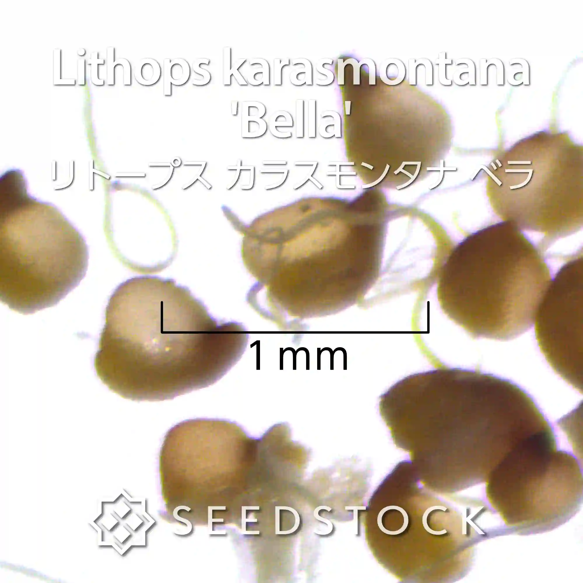 [種子] リトープス カラスモンタナ ベラ Lithops karasmontana  'Bella'