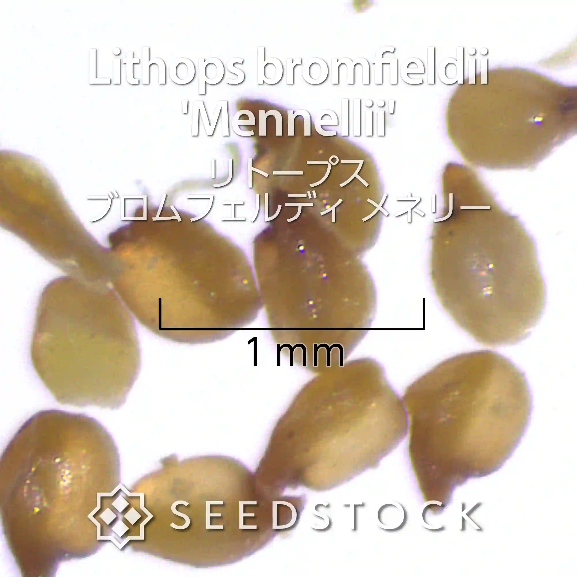 [種子] リトープス ブロムフェルディ メネリー Lithops bromfieldii  'Mennellii'