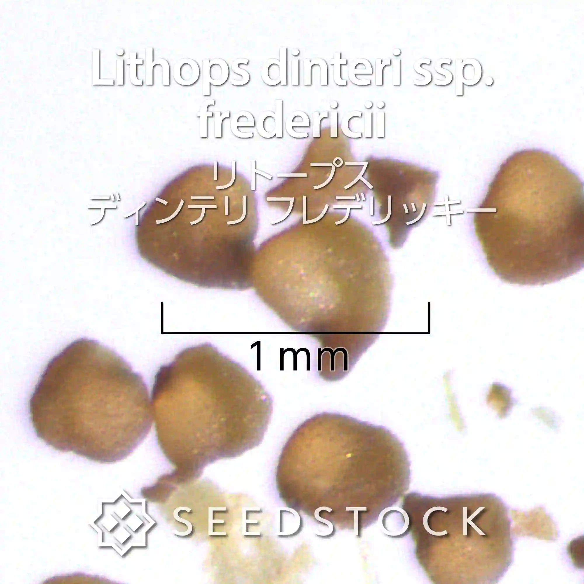 [種子] リトープス ディンテリ フレデリッキー Lithops dinteri ssp. fredericii