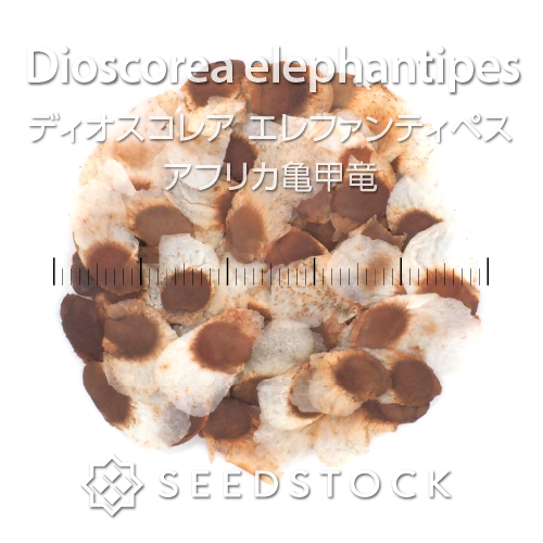 種子] 亀甲竜 Dioscorea elephantipes ディオスコレア エレファンティペス Lot.2024Hの商品情報 - SEEDSTOCK