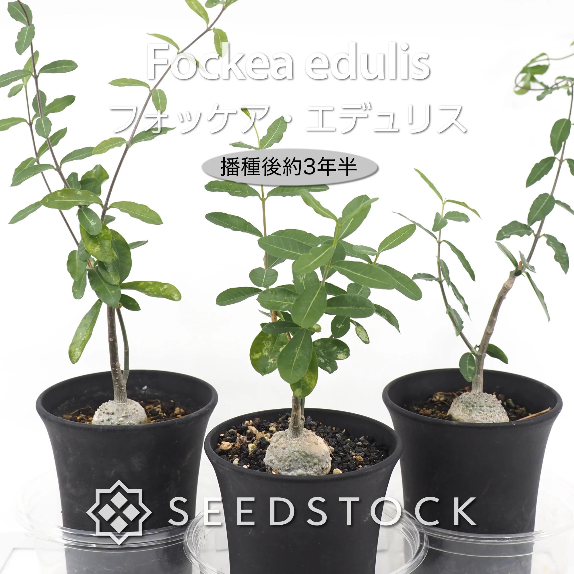 種子] フォッケア 火星人 Fockea edulis | 塊根植物 コーデックス 珍奇