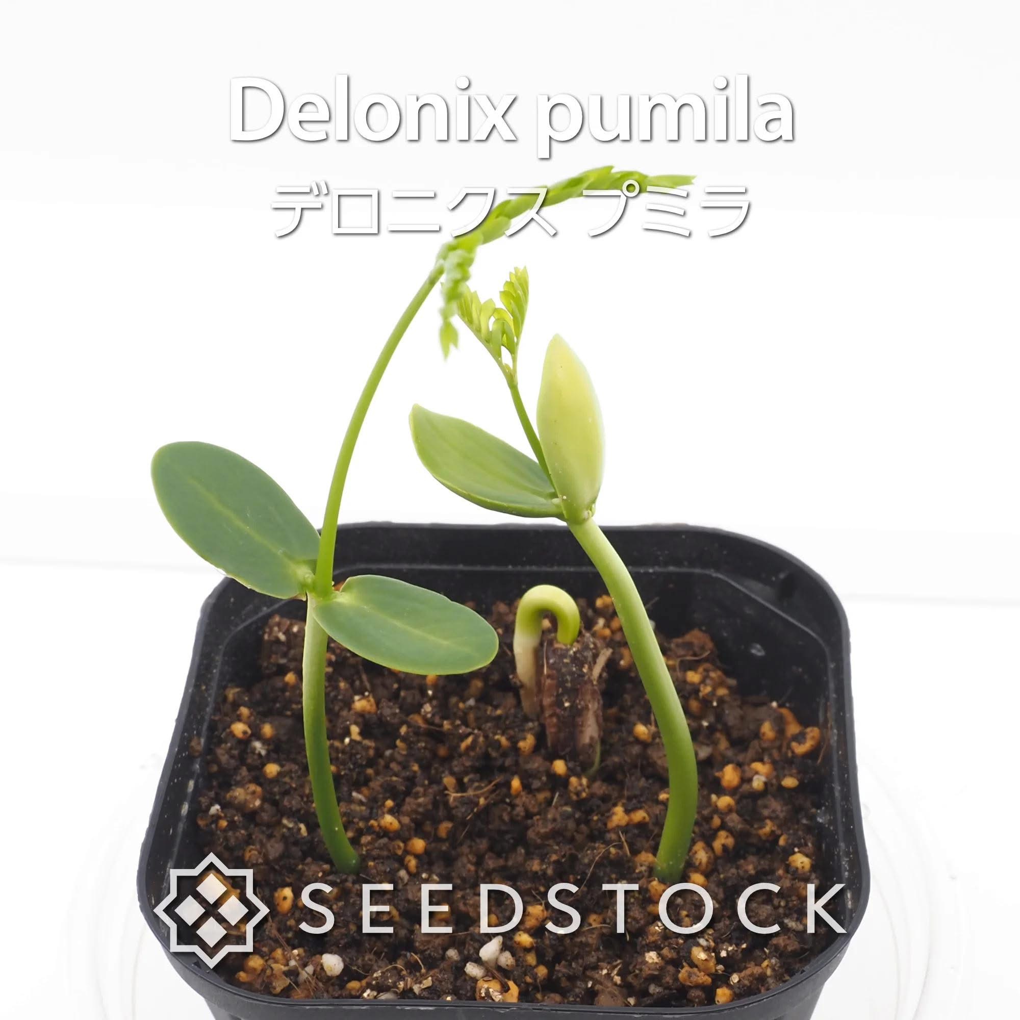 デロニクス プミラ 塊根植物 コーデックス 種子] デロニクス プミラ Delonix pumila | 塊根植物 コーデックス