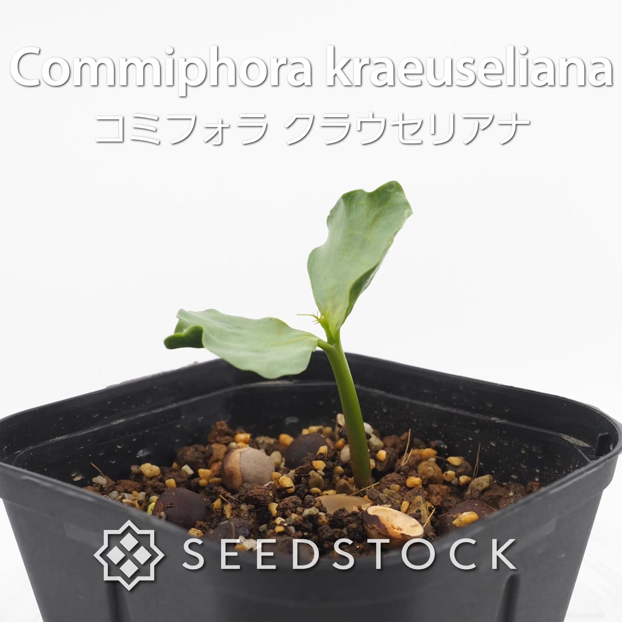 種子] コミフォラ クラウセリアナ Commiphora kraeuseliana｜塊根植物