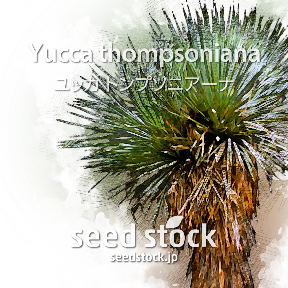 ユッカ・トンプソニアーナ 約60cm  2 heads-thompsoniana