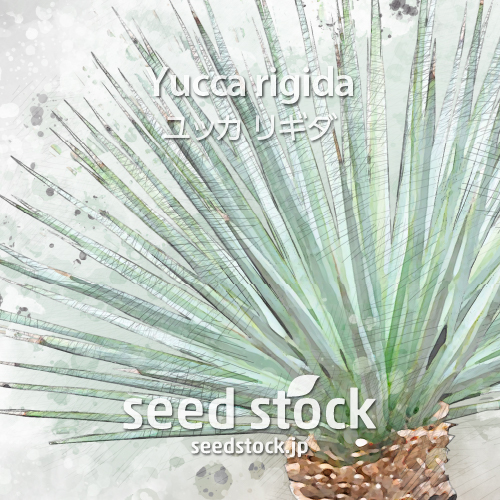 [種子] ユッカ リギダ Yucca rigidaの商品情報