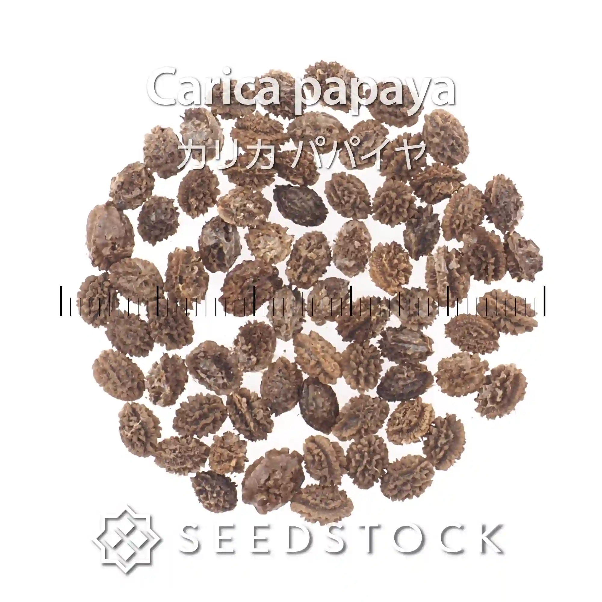 [種子] カリカ パパイヤ Carica papaya
