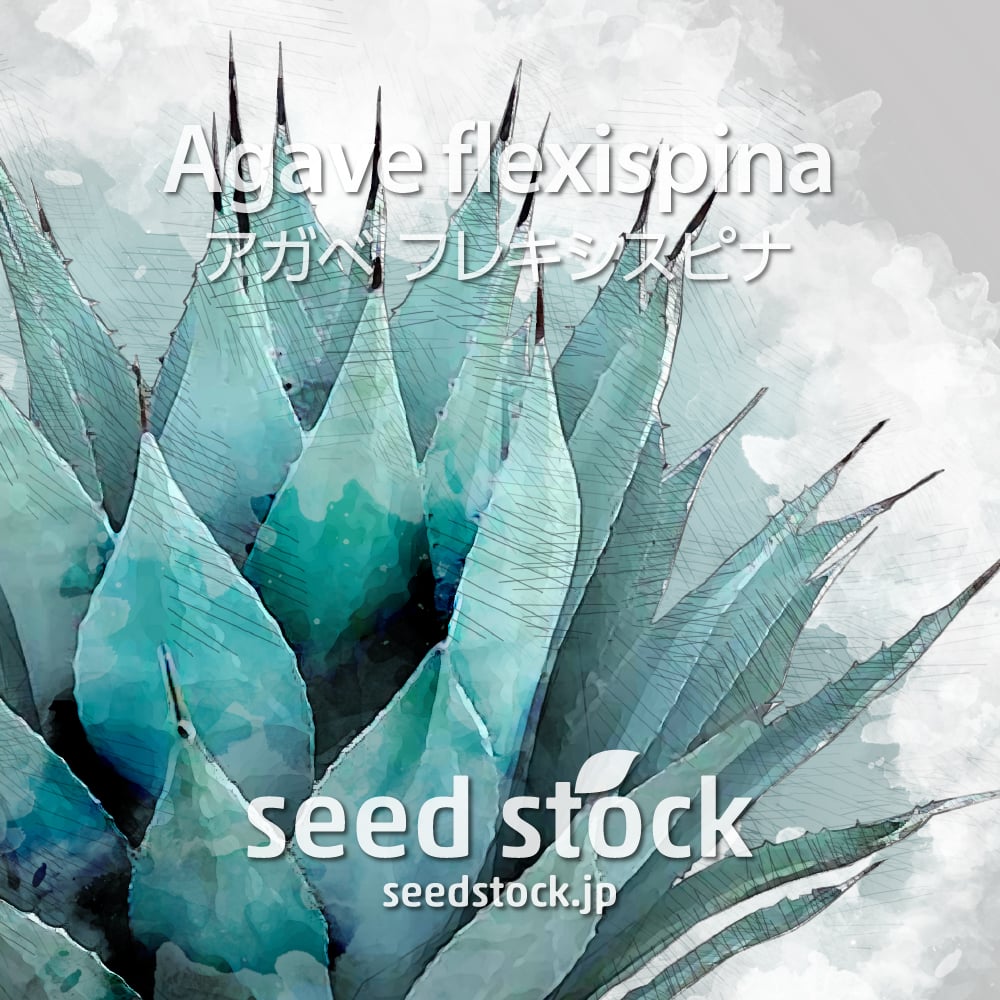 種子] アガベ フレキシスピナ Agave flexispina / seed stock