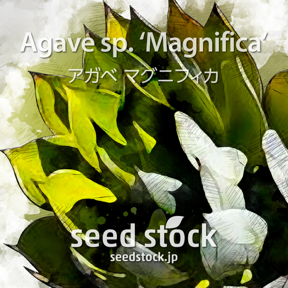 種子] アガベ マグニフィカ Agave sp. 'Magnifica'の商品情報 - seed stock