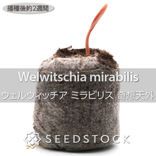 種子] ウェルウィッチア ミラビリス 奇想天外 Welwitschia mirabilisの ...