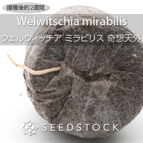 種子] ウェルウィッチア ミラビリス 奇想天外 Welwitschia mirabilis 