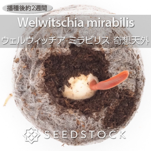 種子] ウェルウィッチア ミラビリス 奇想天外 Welwitschia mirabilisの 