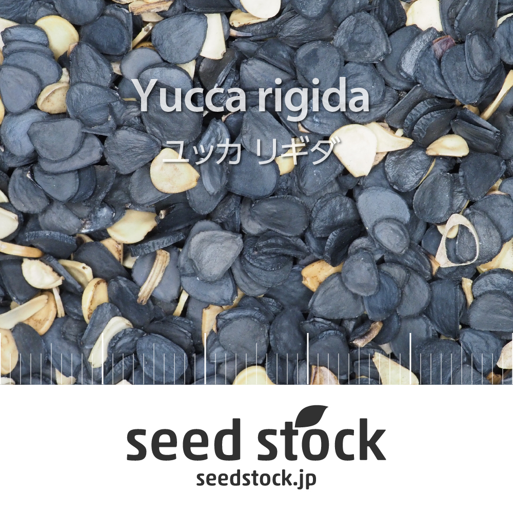 種子 ユッカ リギダ Yucca Rigida Seed Stock