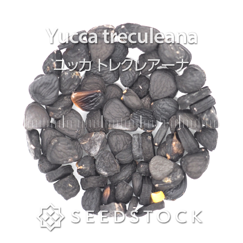 [種子] ユッカ トレクレアーナ Yucca treculeanaの商品情報