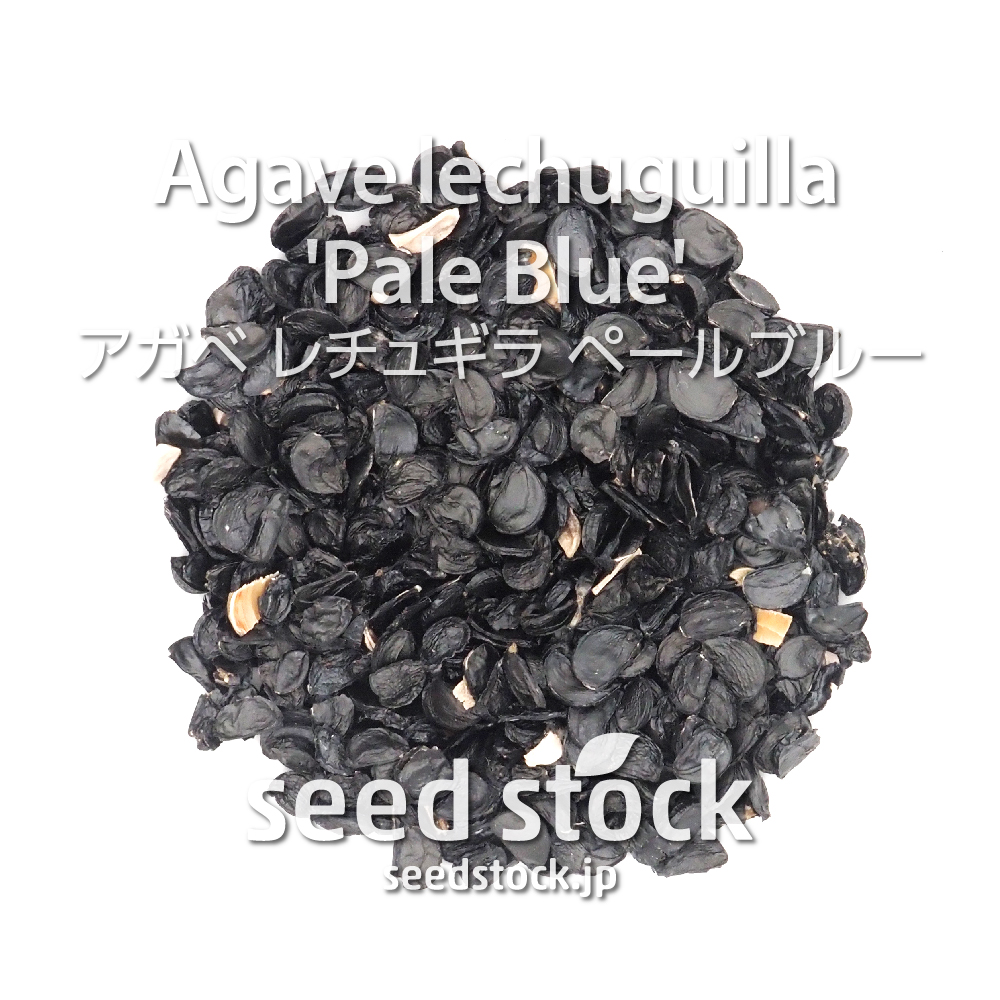 種子] アガベ レチュギラ ペールブルー Agave lechuguilla 'Pale Blue