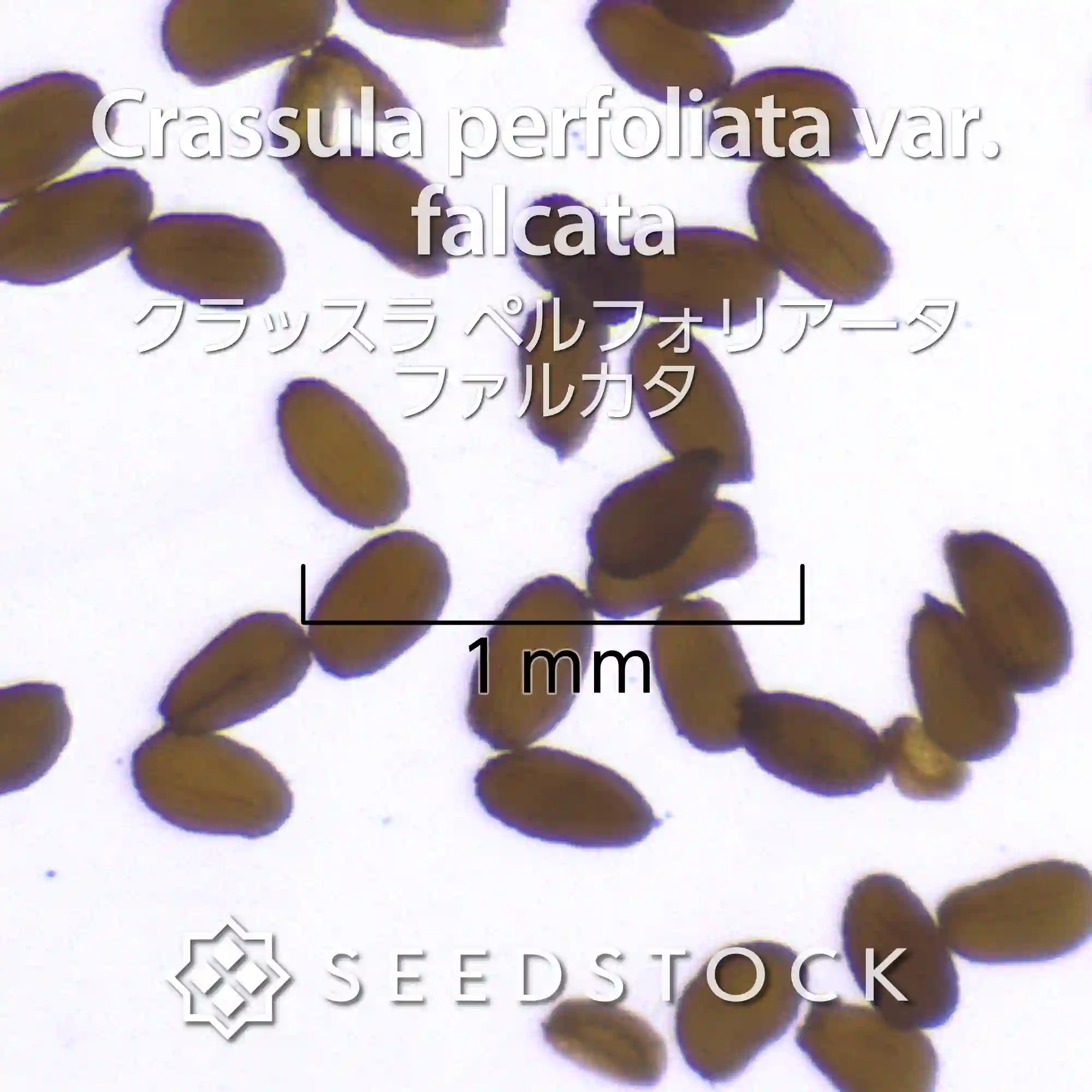 [種子] クラッスラ ペルフォリアータファルカタ Crassula perfoliata var. falcata