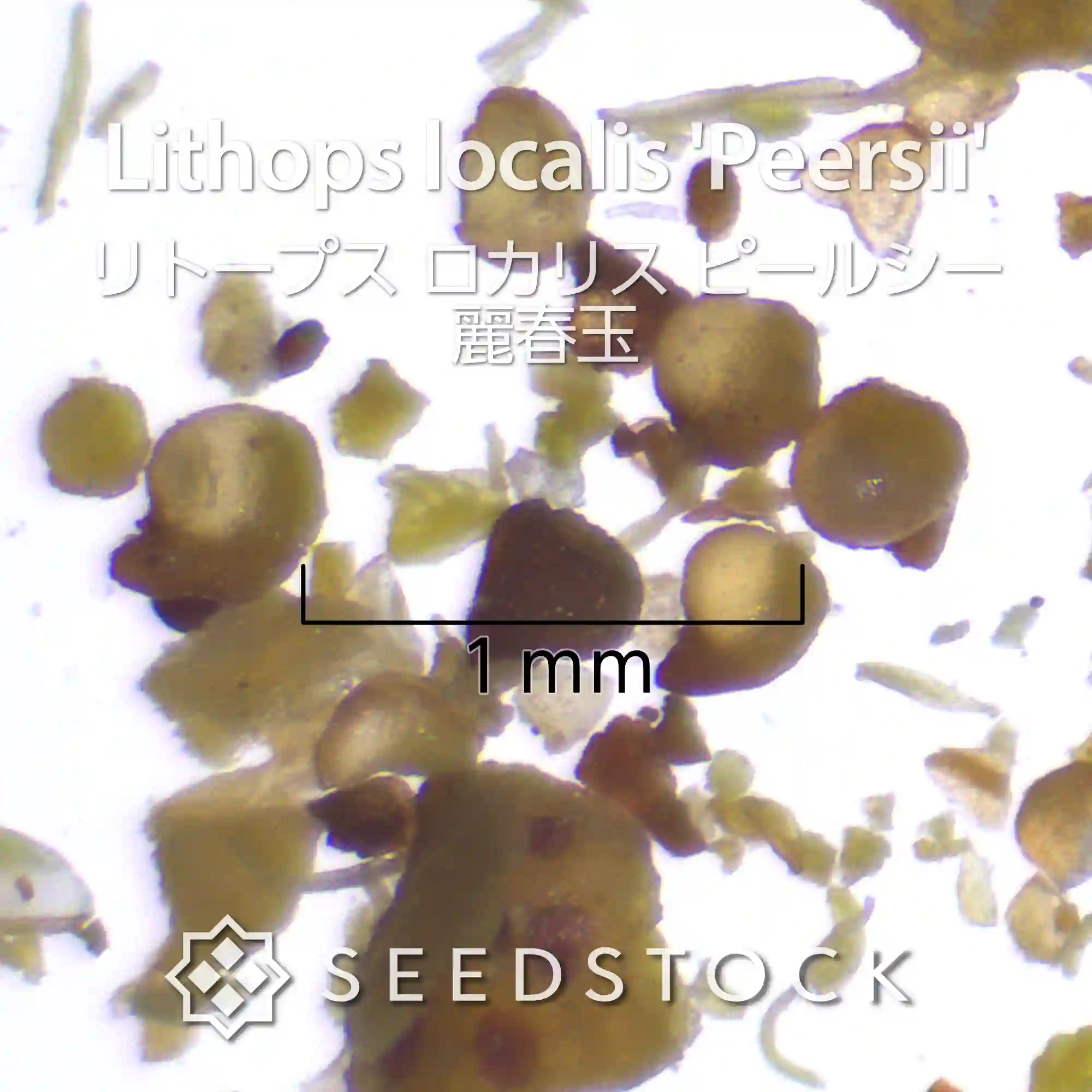 [種子] リトープス ロカリス ピールシー 麗春玉 Lithops localis 'Peersii'
