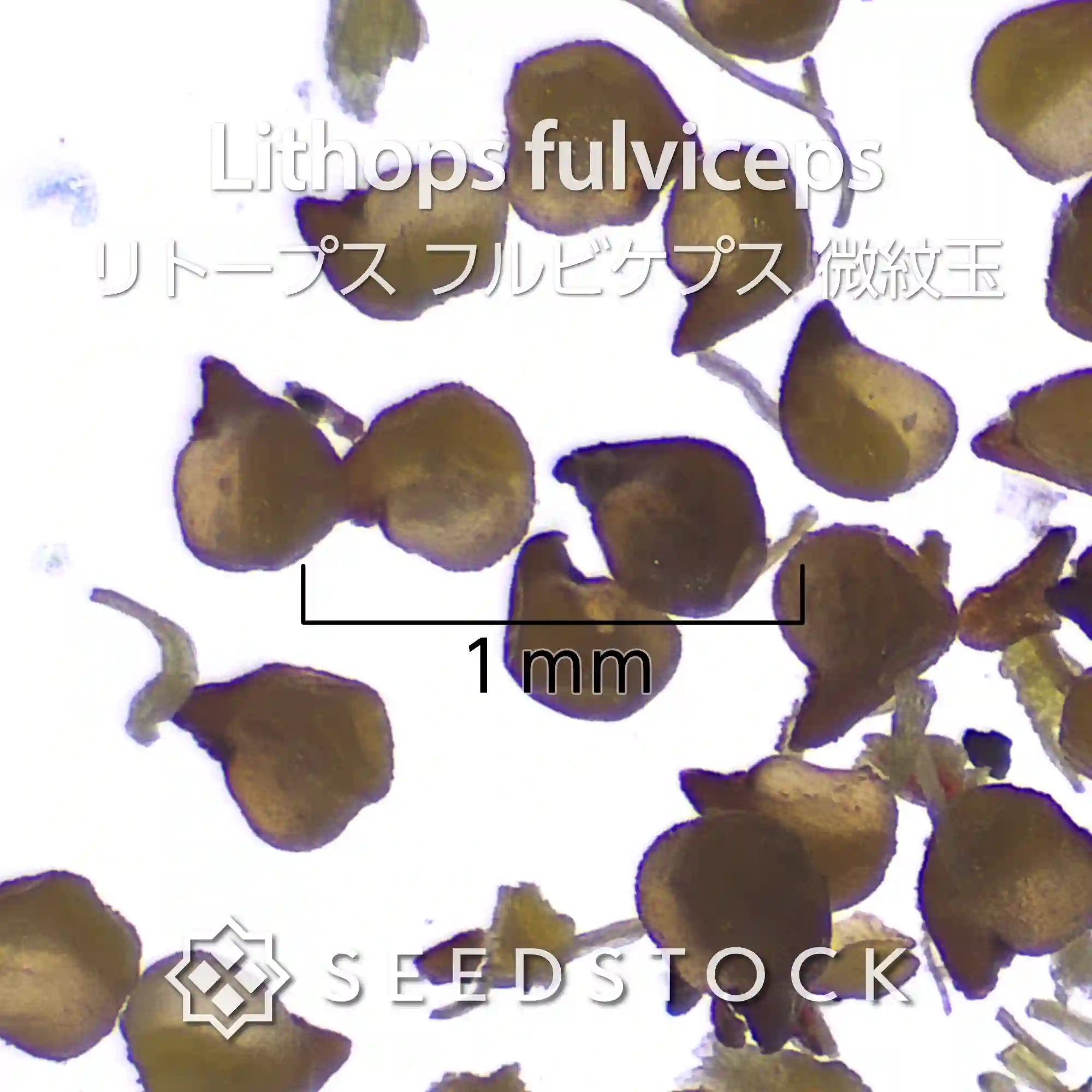 [種子] リトープス フルビケプス 微紋玉 Lithops fulviceps