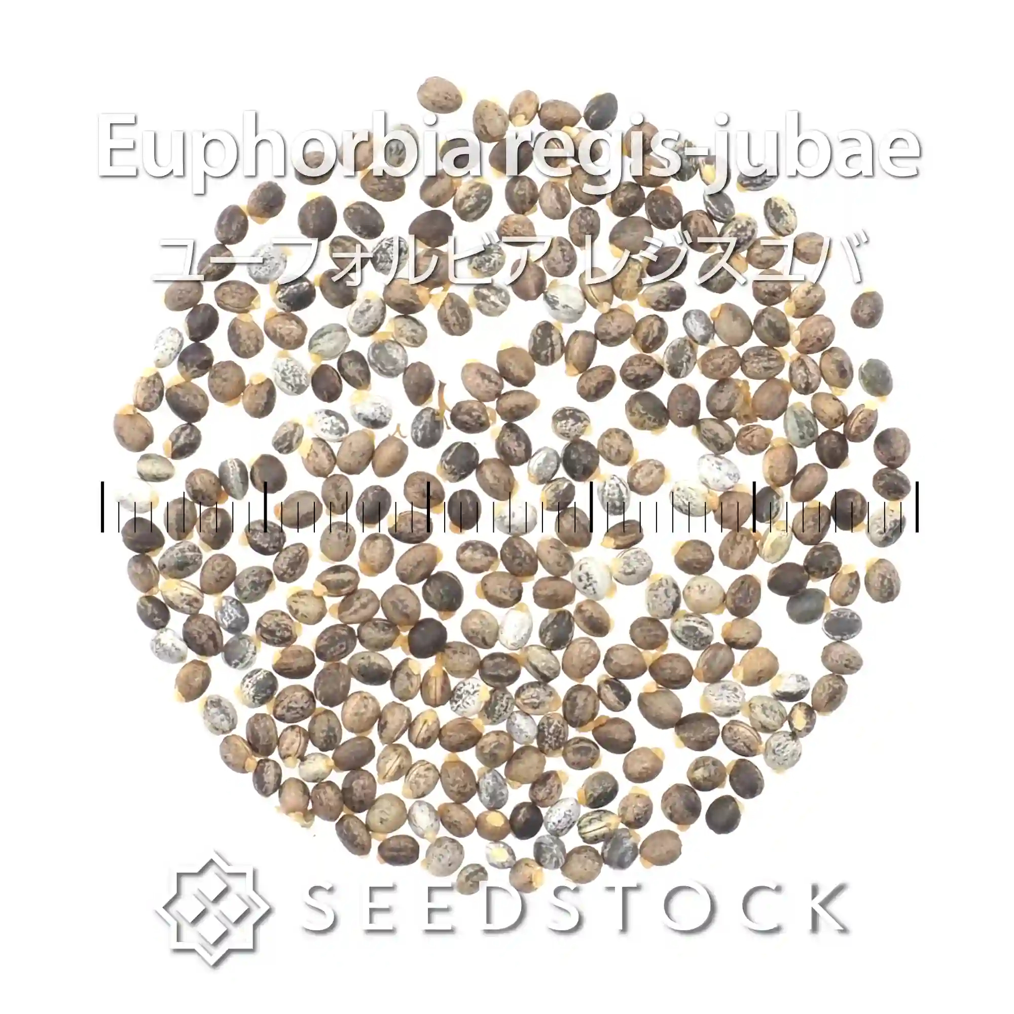 [種子] ユーフォルビア レジスユバ Euphorbia regis-jubae