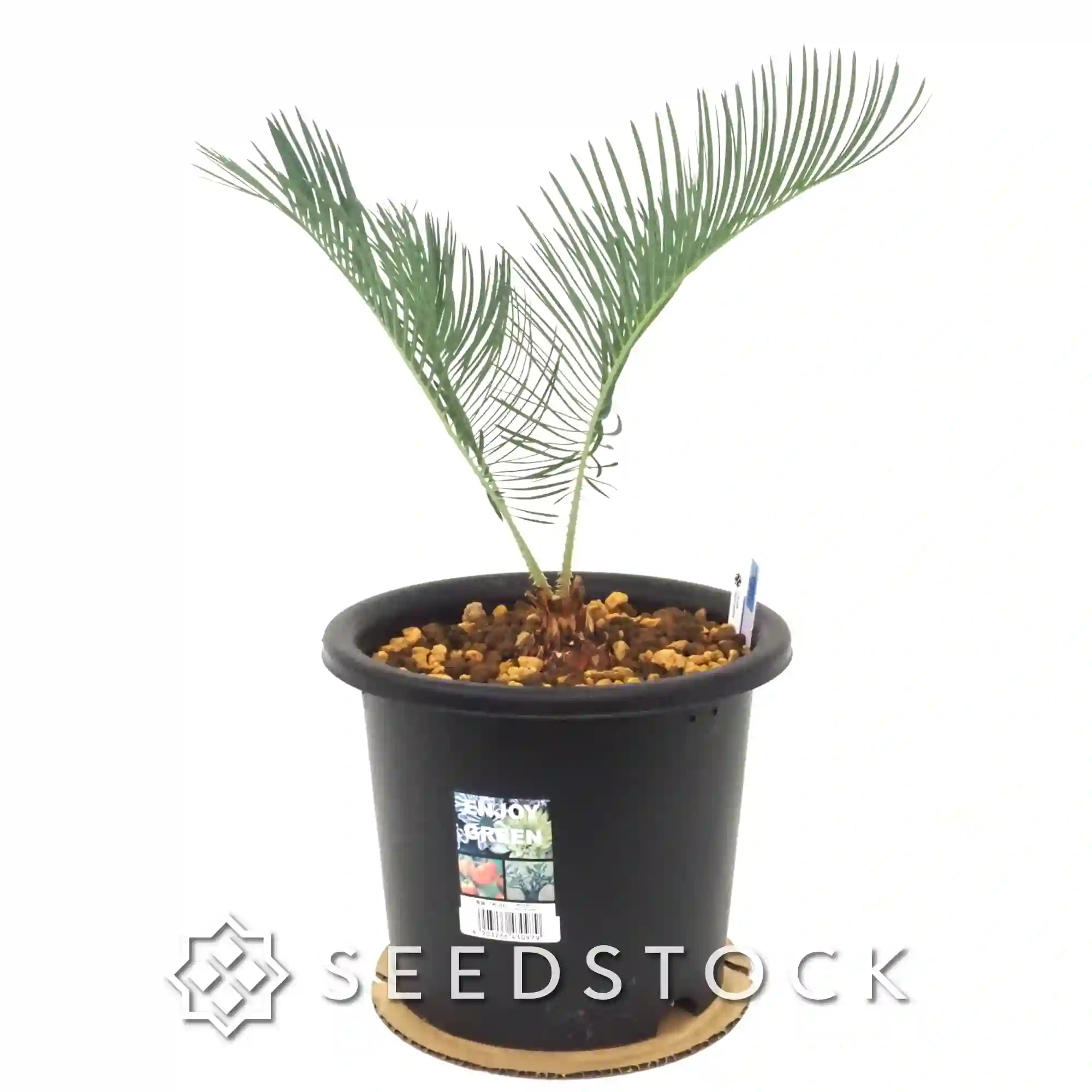 [輸入株] サイカス カイルンシアナ Cycas cairnsiana（11）