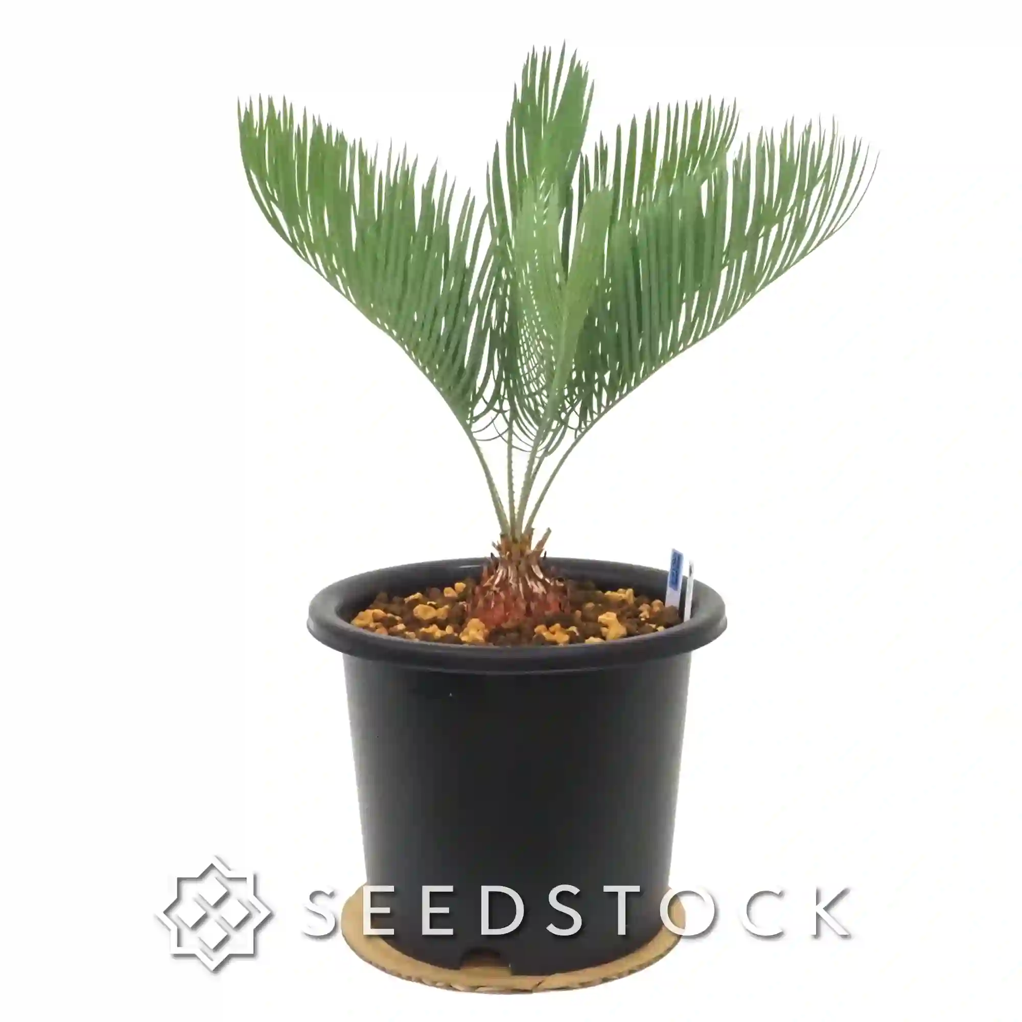 [輸入株] サイカス カイルンシアナ Cycas cairnsiana（7）