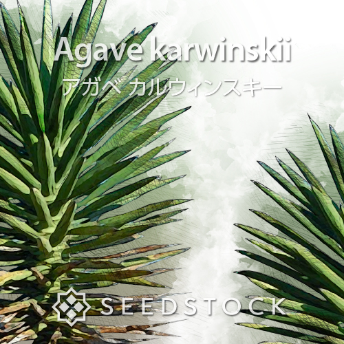 種子] アガベ オカヒー Agave ocahui var. ocahuiの商品情報 - SEEDSTOCK