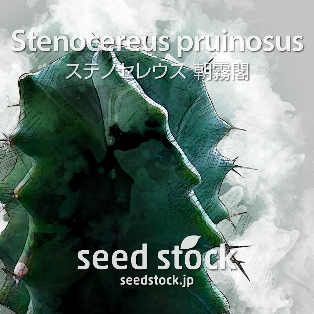 その他 / seed stock