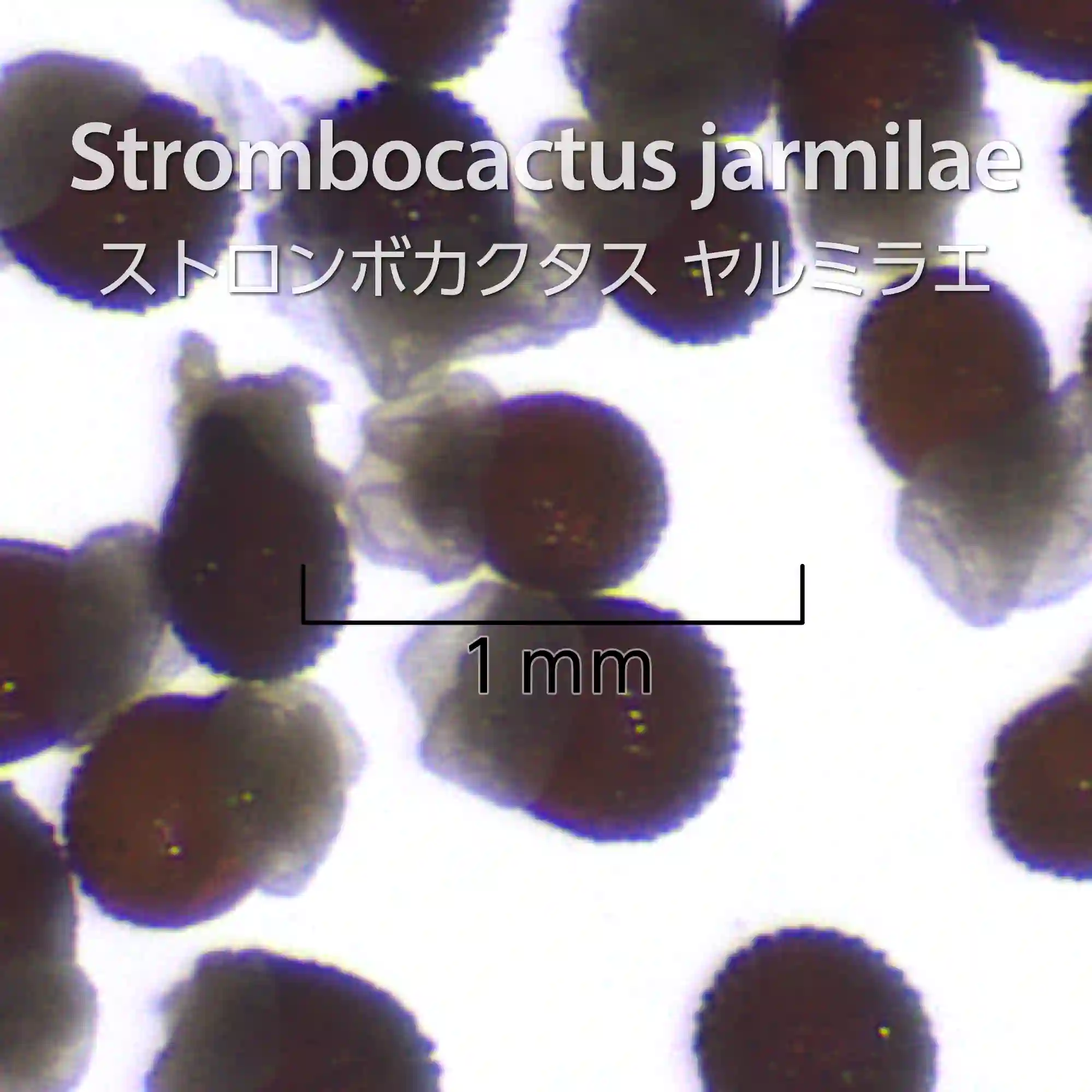 [種子] ストロンボカクタス ヤルミラエ Strombocactus jarmilae
