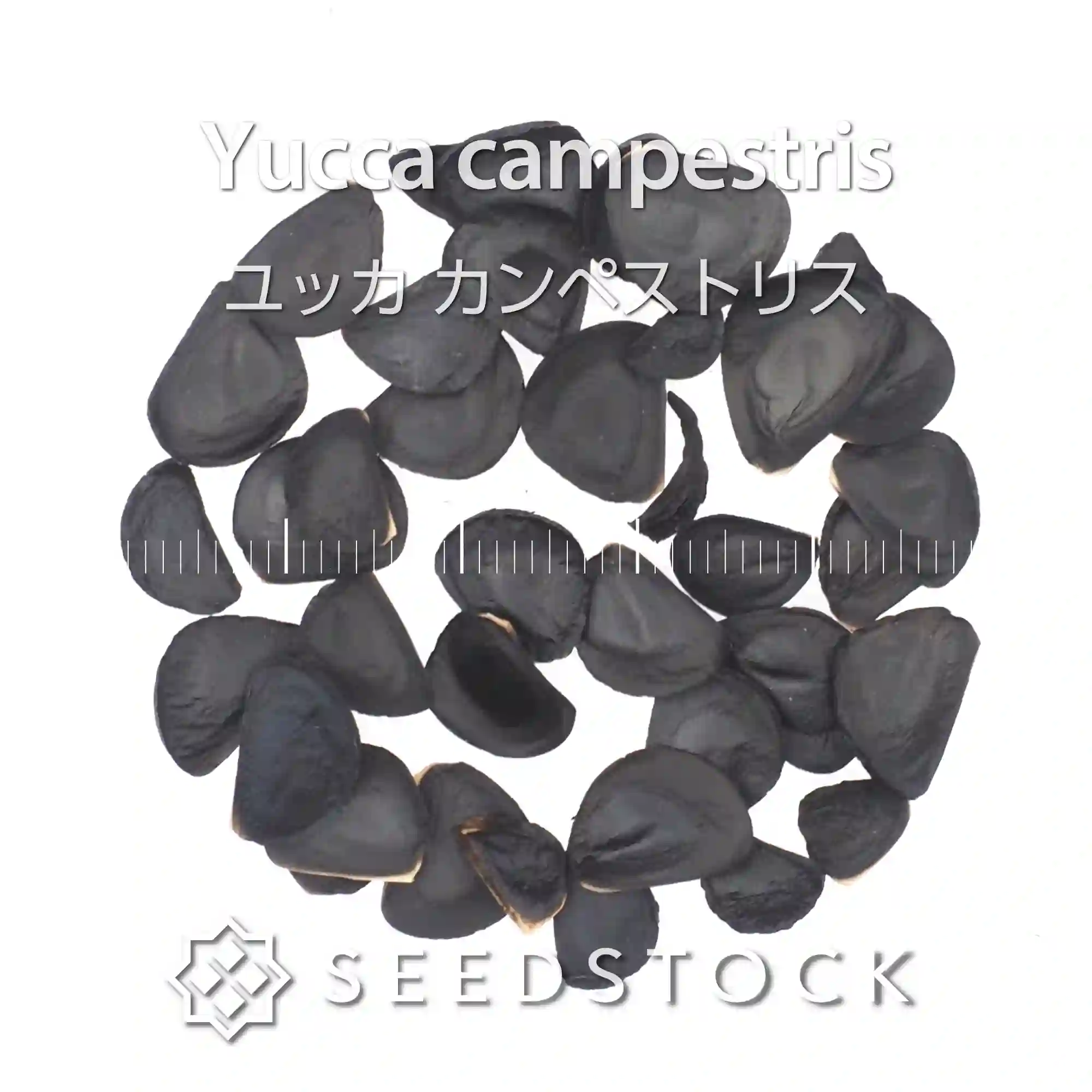 [種子] ユッカ カンペストリス Yucca campestris
