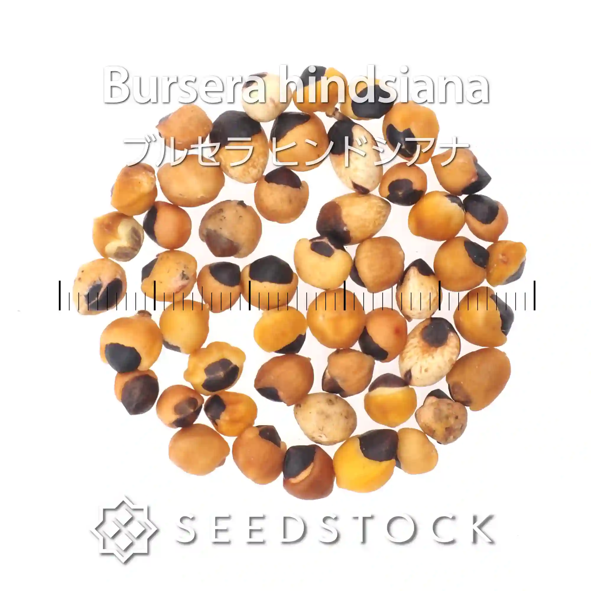 [種子] ブルセラ ヒンドシアナ Bursera hindsiana