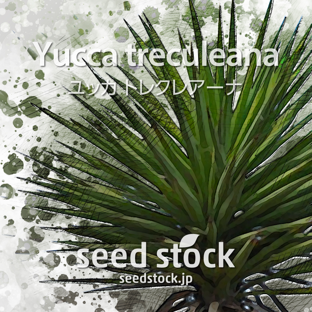 ユッカ トレクレアーナ Yucca treculeana 24本 3号 - 植物/観葉植物
